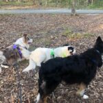 Climbing Rope Dog Leash photo review