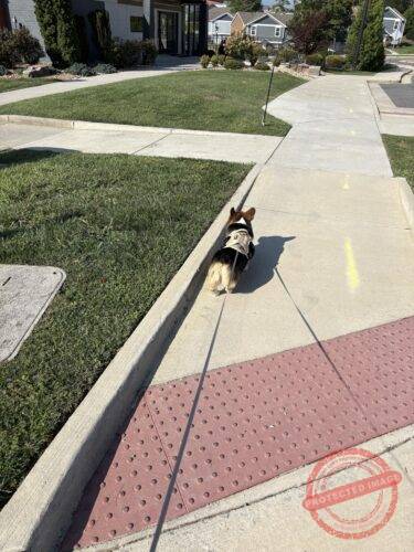 Magnetic Dog Harness photo review