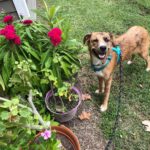 Climbing Rope Dog Leash photo review