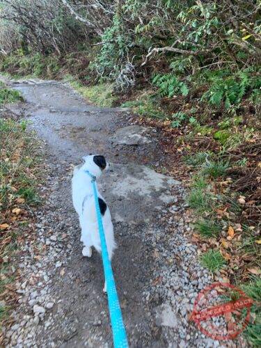 Click to view full screen Climbing Rope Dog Leash photo review