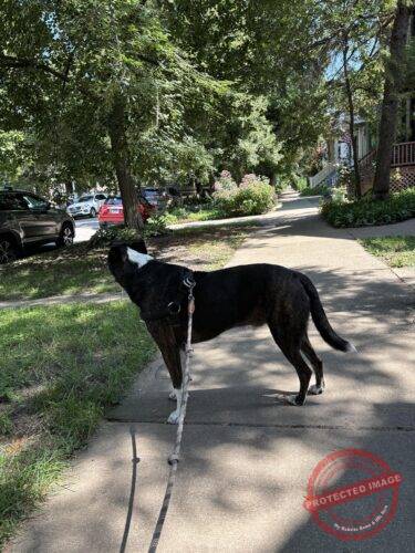 Click to view full screen Climbing Rope Dog Leash photo review