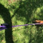 Climbing Rope Dog Leash photo review