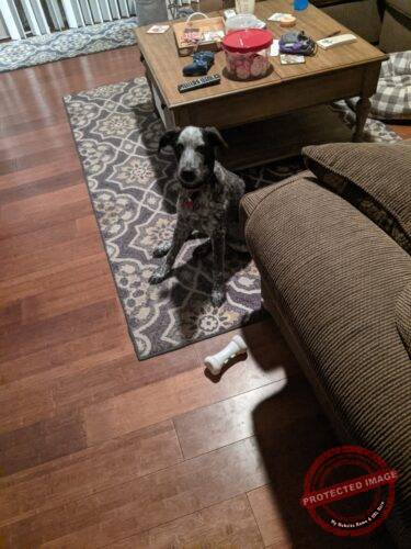 Wickedbone Smart Interactive Pet Toy photo review