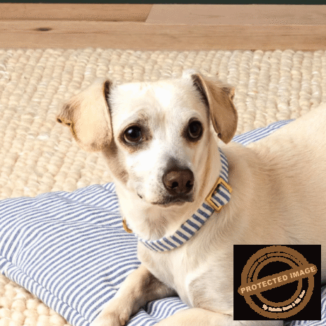 Red and White (42) Red and White (42)