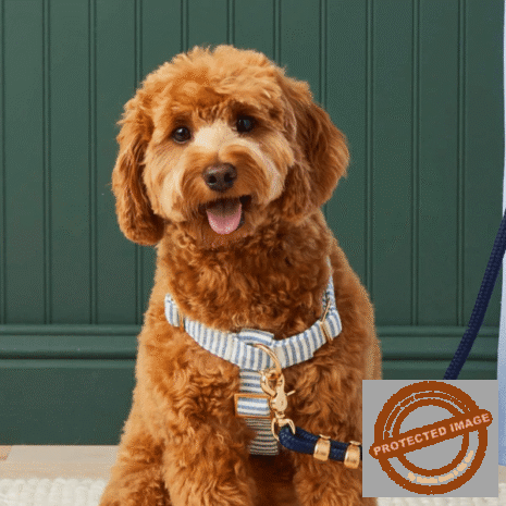 Red and White (50) Red and White (50)